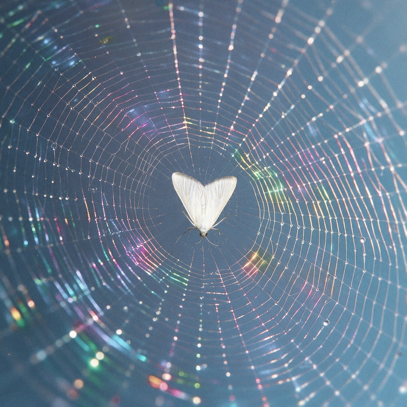 Cover artwork for "Baby" by The Chainsmokers: a pale, heart-shaped moth at the centre of a dew-covered spider web
